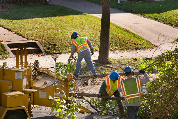 Riverdale Park, MD Tree Removal Company